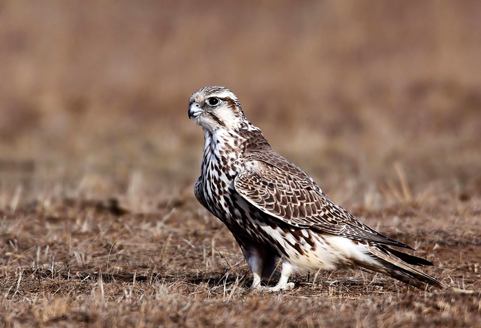 河南男子捡到只怪鸟，想要放生，专家看完后：价值600万