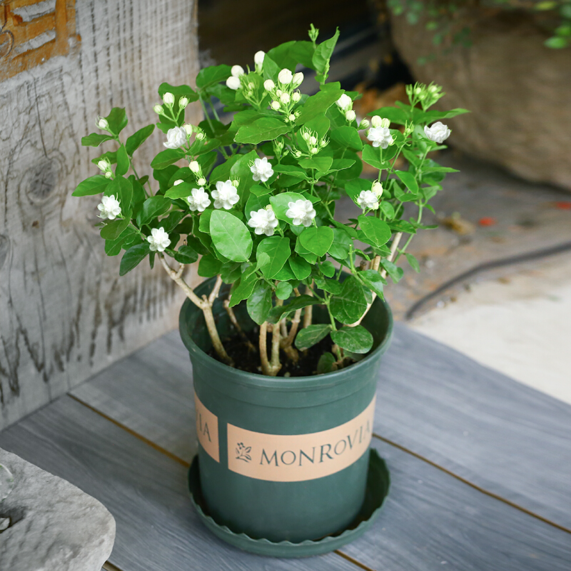 老中医喜欢十大食材,老中医五种食物养生100岁