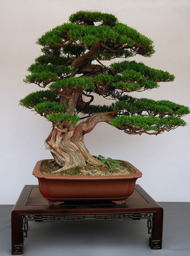 四种便宜又好养的花卉,一年四季最好养的盆景花