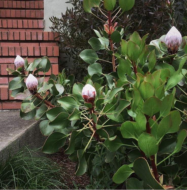 6种“昂贵花”，花钱不值得，纵使“美如仙”，十有八九养不活