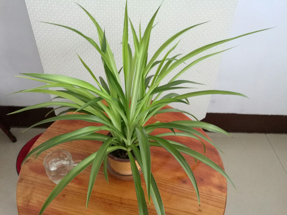 养花浇水你必须知道的浇水技巧,养花只浇水越养越不美