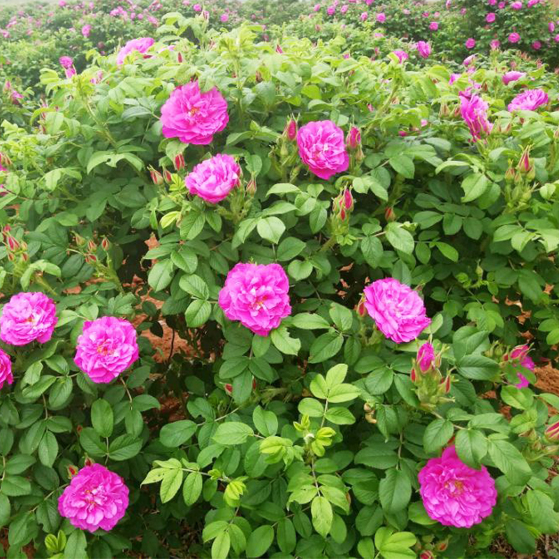 老中医喜欢十大食材,老中医五种食物养生100岁