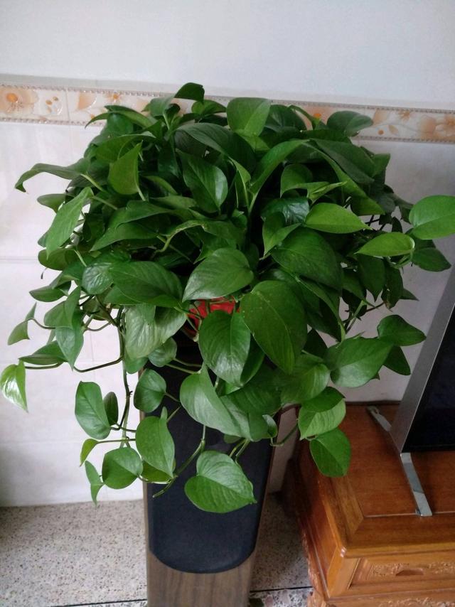 养花得了蚜虫蚧壳虫小黑飞,水里“加点它”,统统“灭干净”