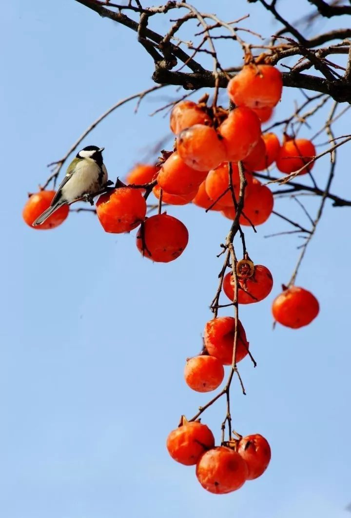 教师是软柿子,教师之间勾心斗角特别多