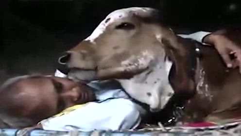 印度大叔花18万和母牛结婚,印度一男子抛妻弃子与母牛结婚