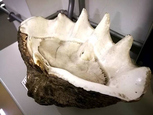 世界上贝壳里面最大的珍珠,最大珍珠贝壳