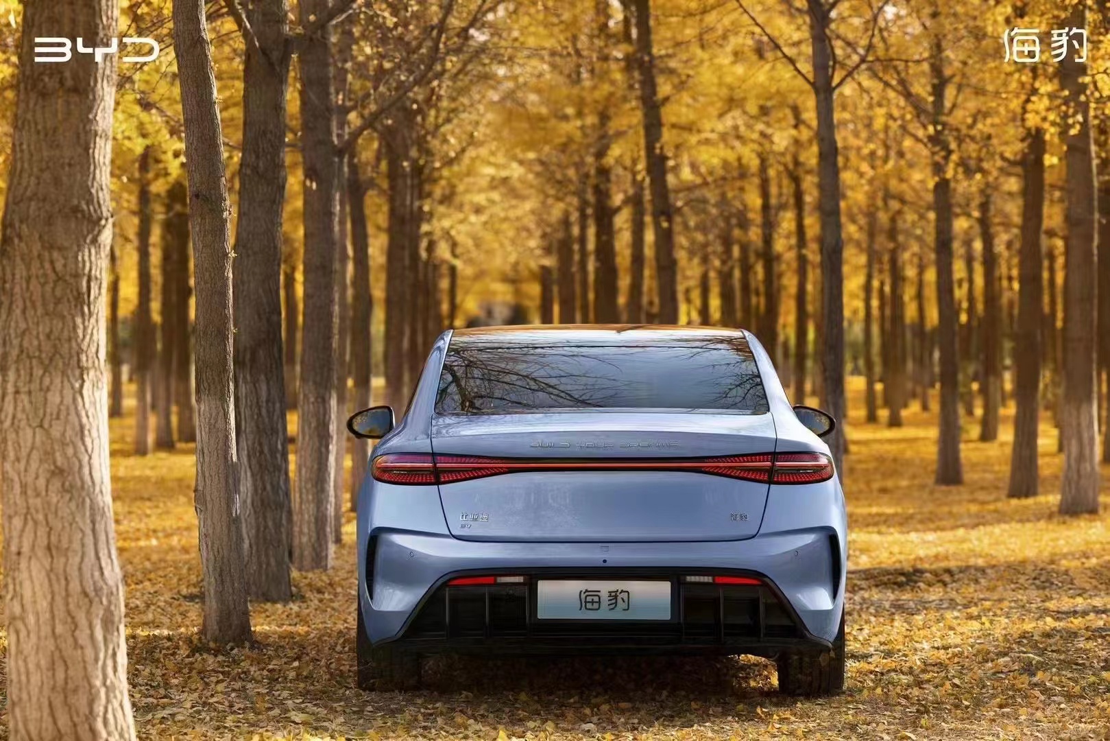 今年买车买什么车？当然是来邯郸南环比亚迪旗舰店买海豹喽