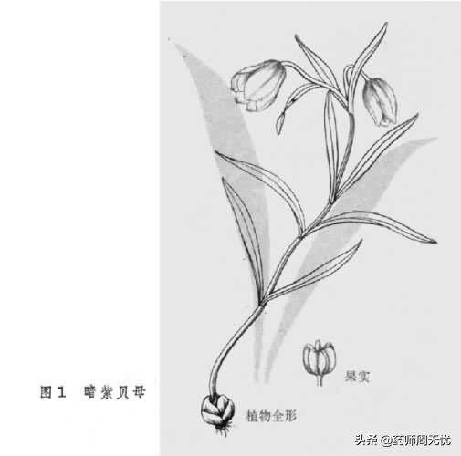 白话草药,中药白话