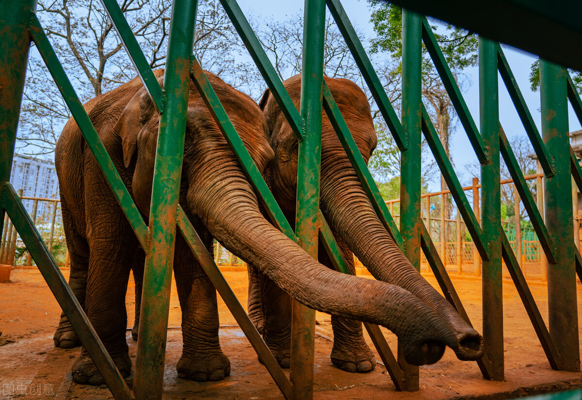 大象鼻子为什么不怕水淋,为什么大象鼻子不容易呛水