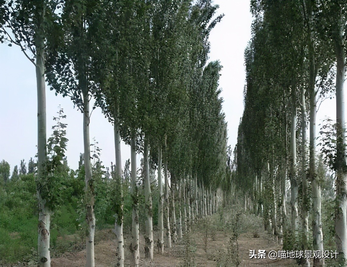 耐旱耐盐碱植物有哪些,耐盐碱的植物有哪些