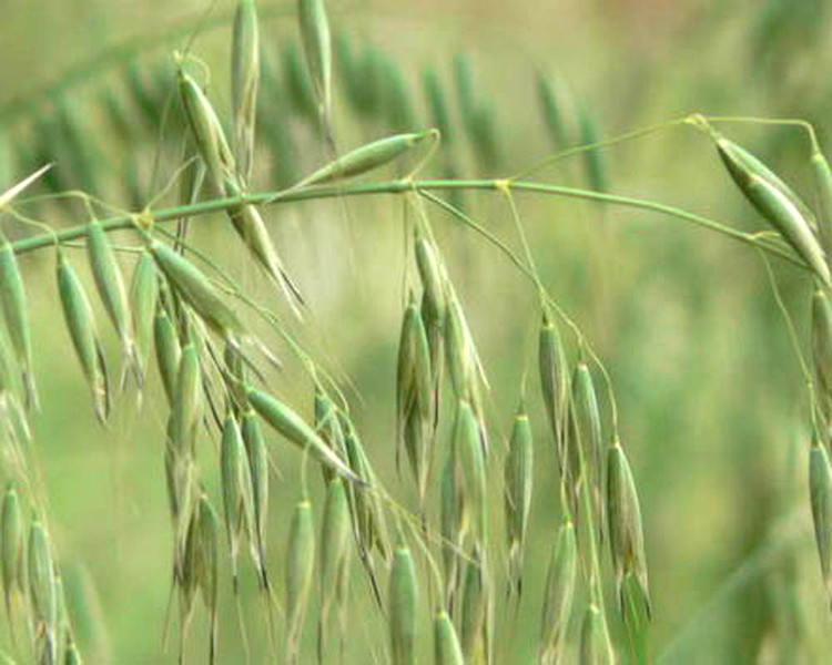 野燕麦，小孩子喜欢拿种子上的麦芒玩