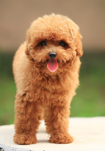 狗狗为啥不吃汉格瑞狗粮,老年狗狗为什么不能喝羊奶