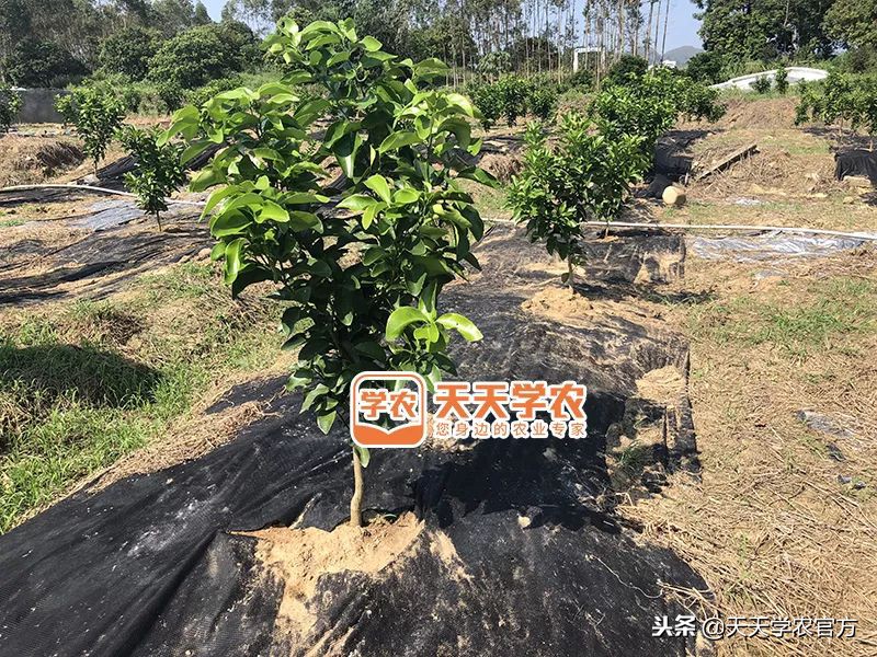 金秋砂糖桔的缺点,今年的金秋砂糖橘