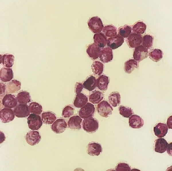 猫咪便便有血是什么原因,猫咪拉血便是怎么回事