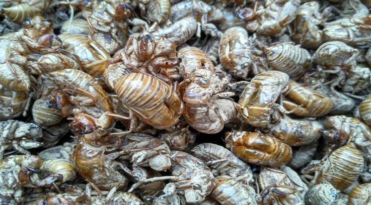 养金蝉注意什么,金蝉养殖前景最好的方法