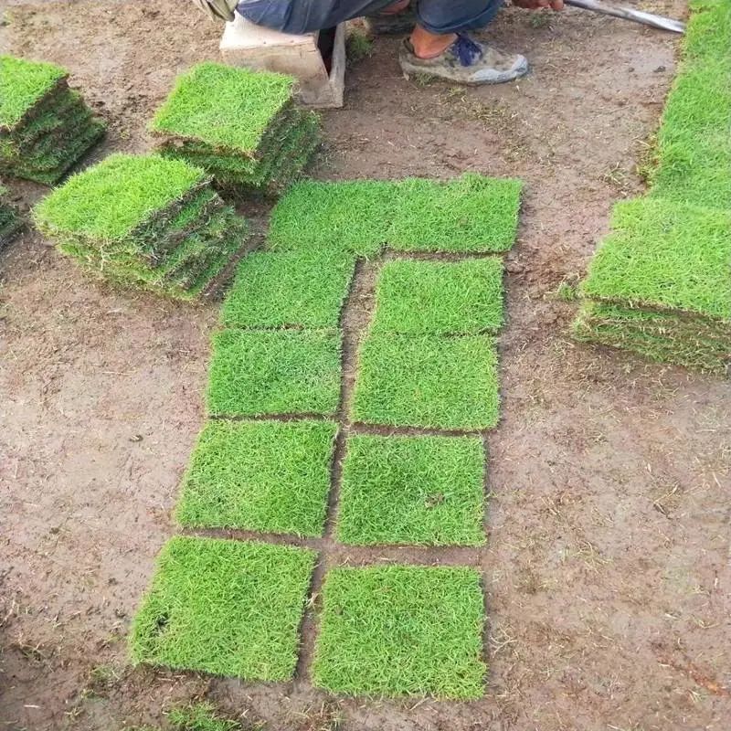 精心打理草坪,草坪该如何养护管理