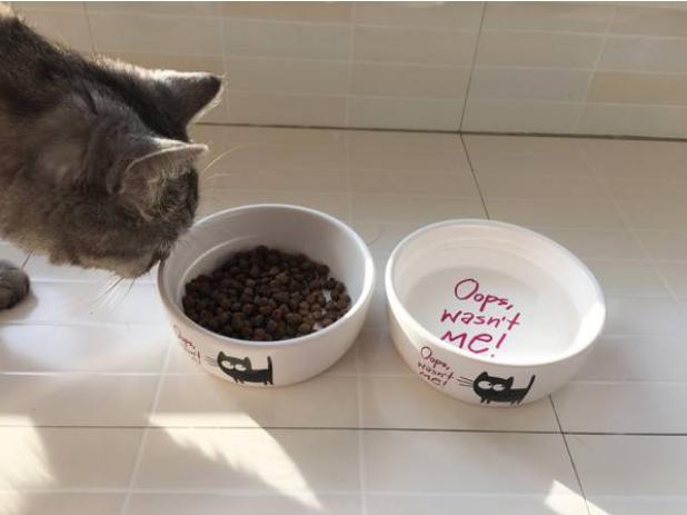 辟谣别再相信猫咪养不熟,辟谣猫咪并非黑夜都能看得清