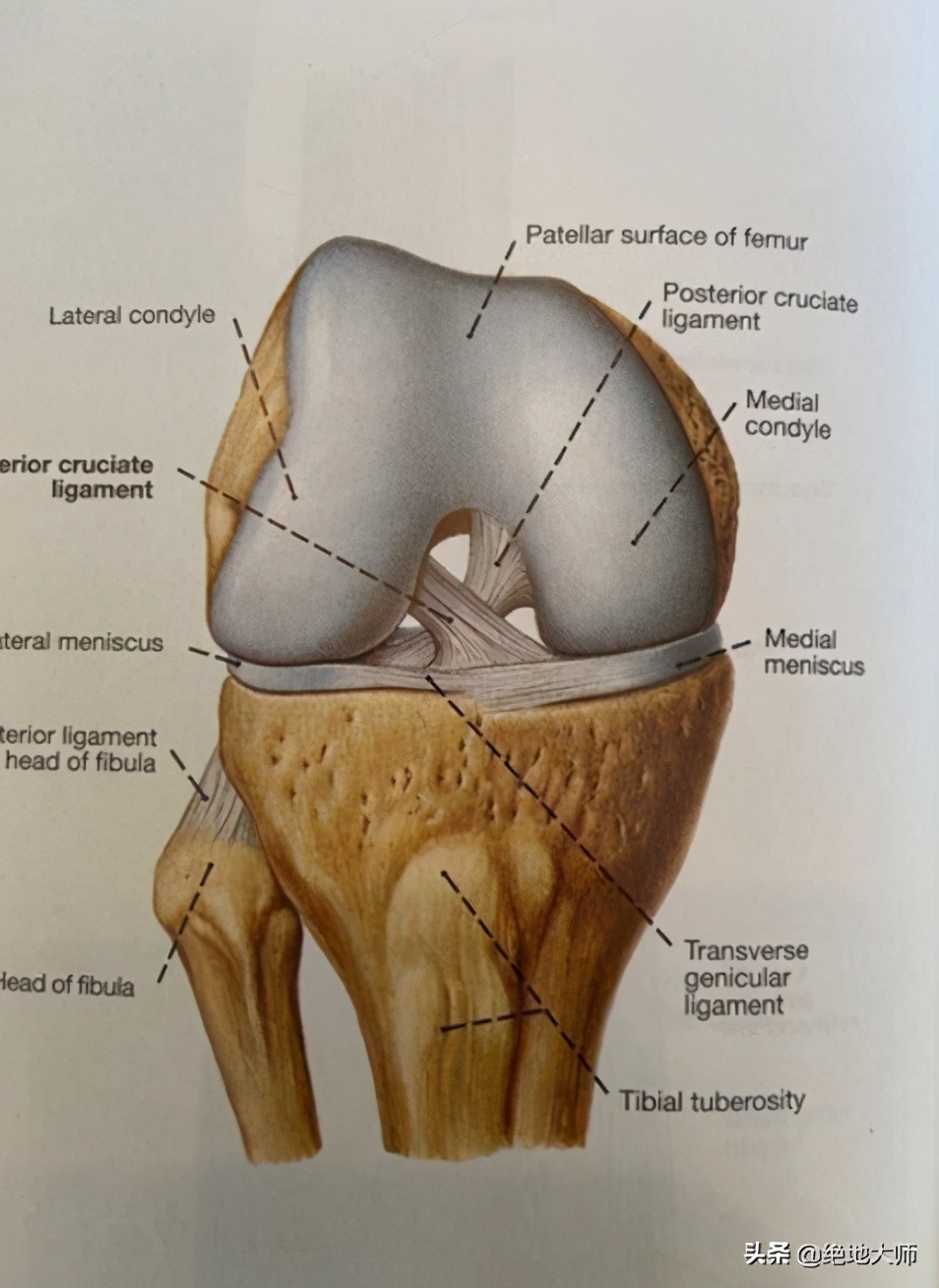 膝关节疼痛用神经阻断疗法,膝关节的疼痛与治疗综述