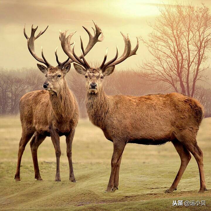 管仲楚国购鹿记故事,管仲的贸易战前期的钱从哪里来