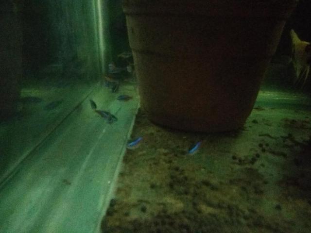 燕鱼和鹦鹉鱼混养行吗,燕鱼和虎皮