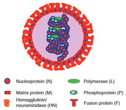 这种传染病正值高发期,儿童尤其需要注意