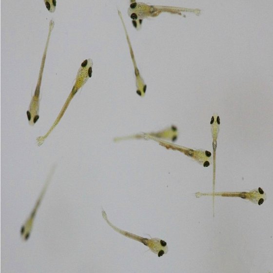 水花鱼苗是什么样子,如何识别水产用小球藻真伪