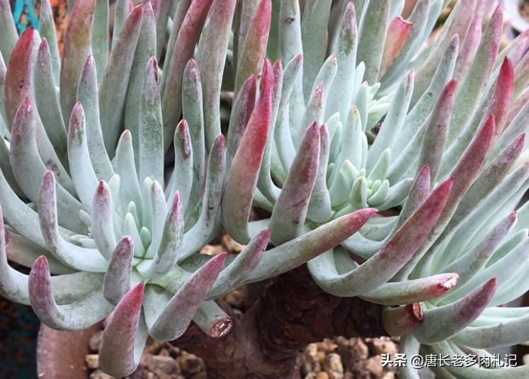 爱杜丽丝多肉怎么变成老桩,爱杜丽丝多肉是夏型种吗