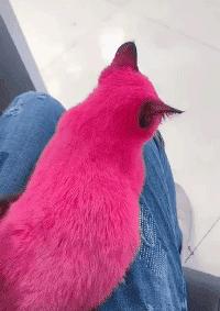 网红绑猫*藏西**骑行求关注,遭网友质疑回怼:比在家里刺激多了