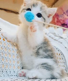 小奶猫的危害视频,小奶猫有什么危险