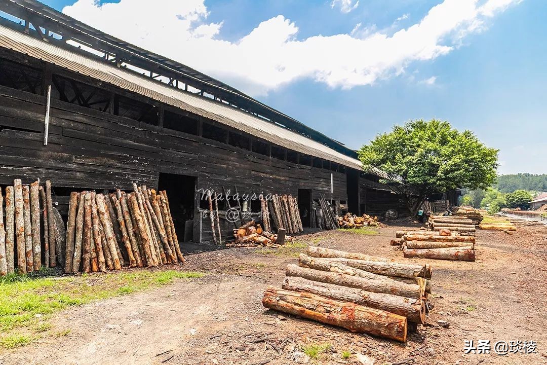探秘大马最后的炭窑，发现某大牌神仙水，原料竟然是从木炭中来的