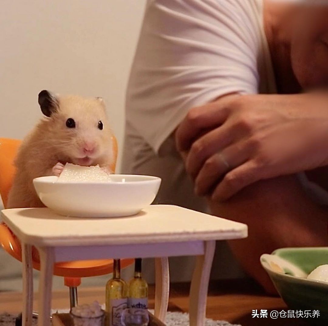 仓鼠幼鼠不爱运动,仓鼠有点不太精神不爱运动变瘦了