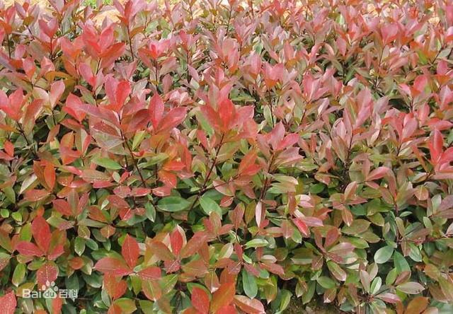 石楠花啥味的,石楠花的味道有的人觉得香