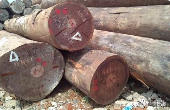 想做非洲木材市场，你得先认识它们