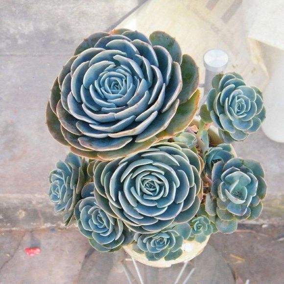 玉蝶多肉怎么修剪成多头,玉蝶怎么从一个头变多头