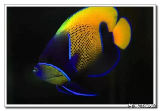 海水鱼饲养水质参数,海水鱼的饲养知识