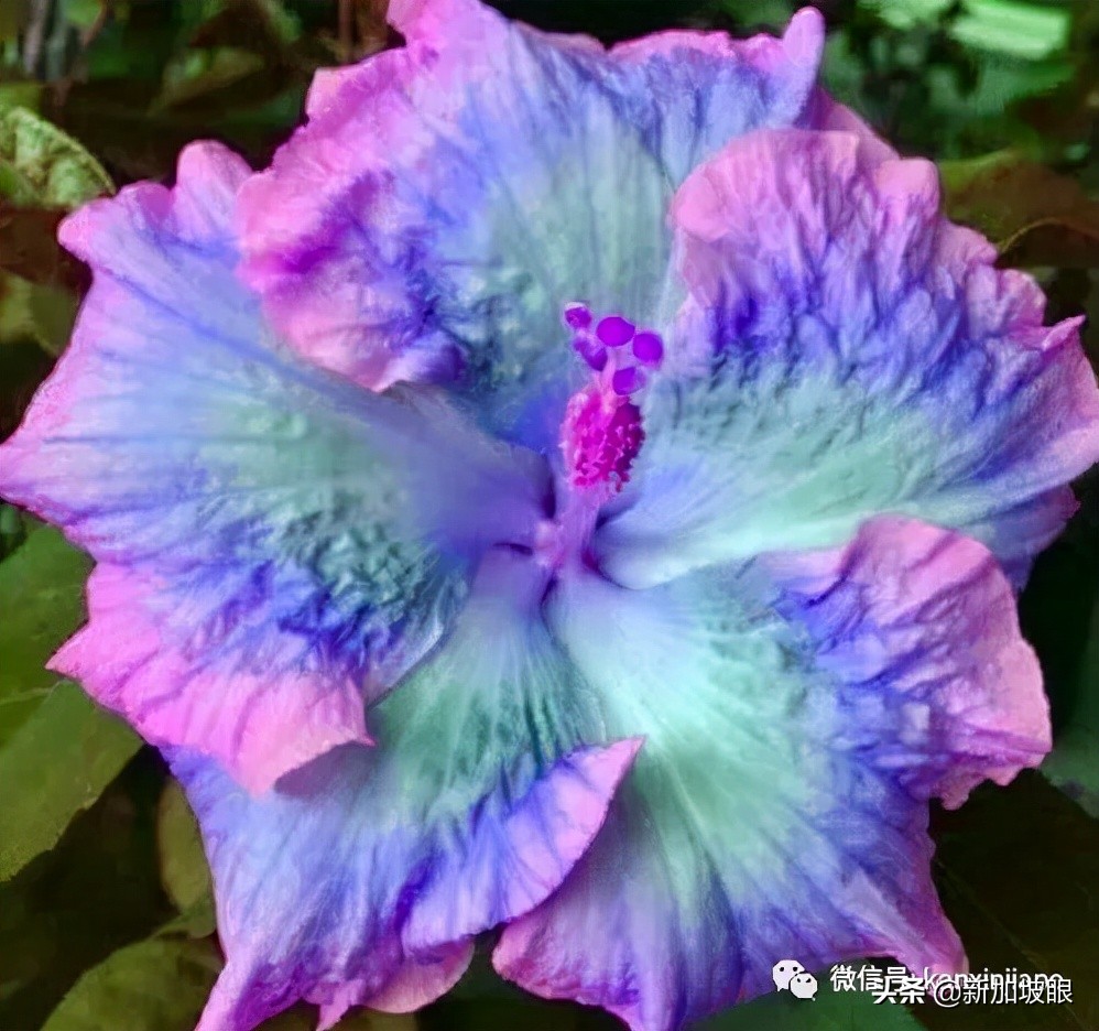 大红花和扶桑木槿有什么区别,木槿花和扶桑花哪个品种好