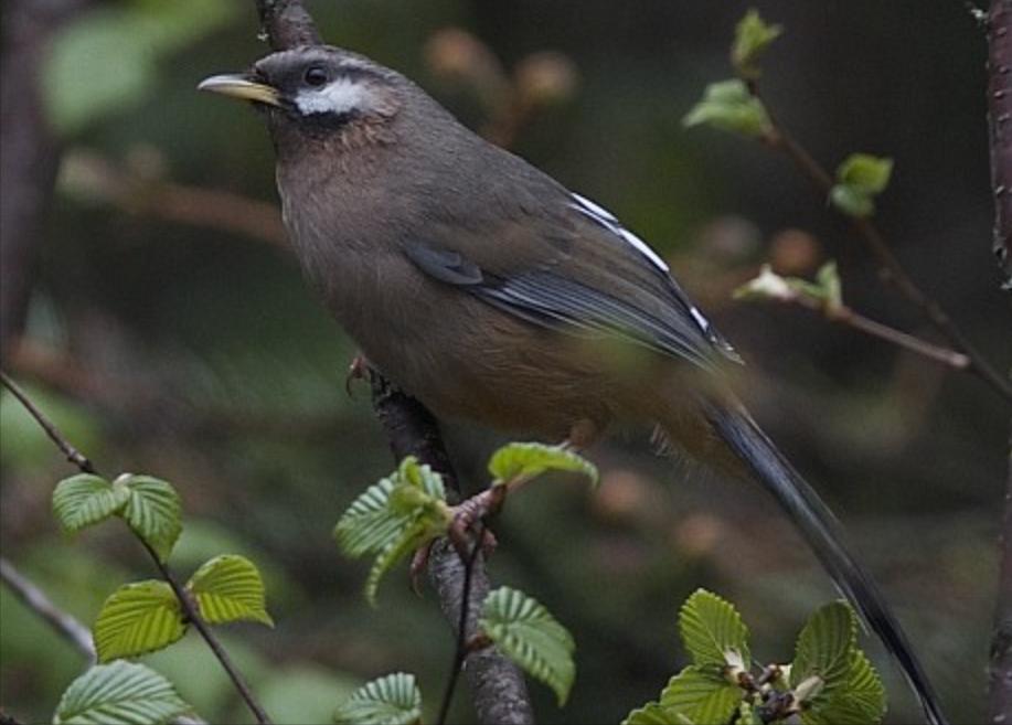 广东常见鸟类图谱和名称图文,东江揽胜鸟类