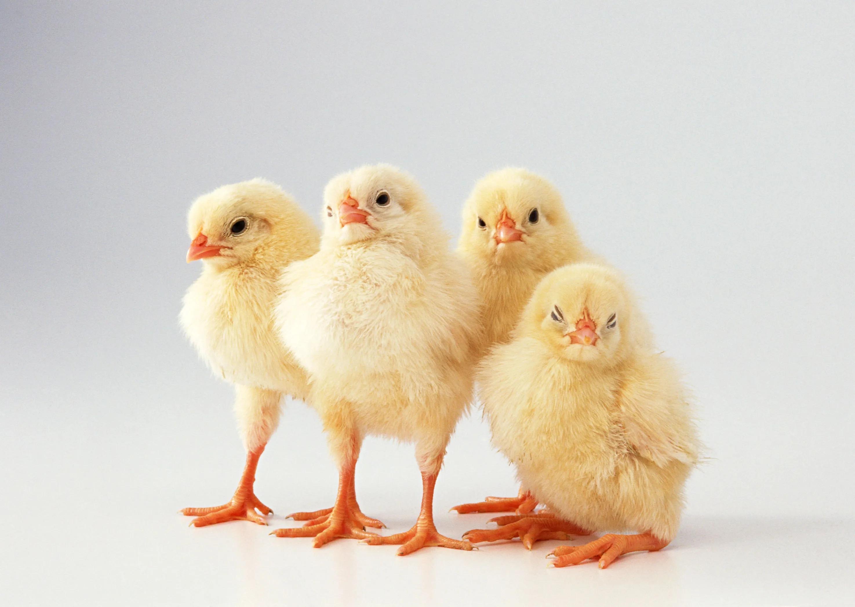 投资少见效快的养殖项目,投资小见效快的养殖好项目赚钱