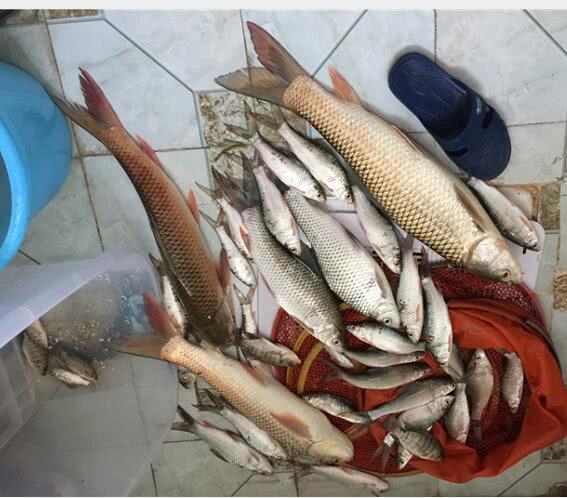 钓三斤以上红眼鲮鱼方法与技巧,鲮鱼警惕性高怎么钓