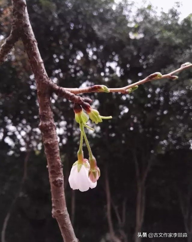 朱自清的春选自哪篇散文,朱自清的散文春是抒情散文吗
