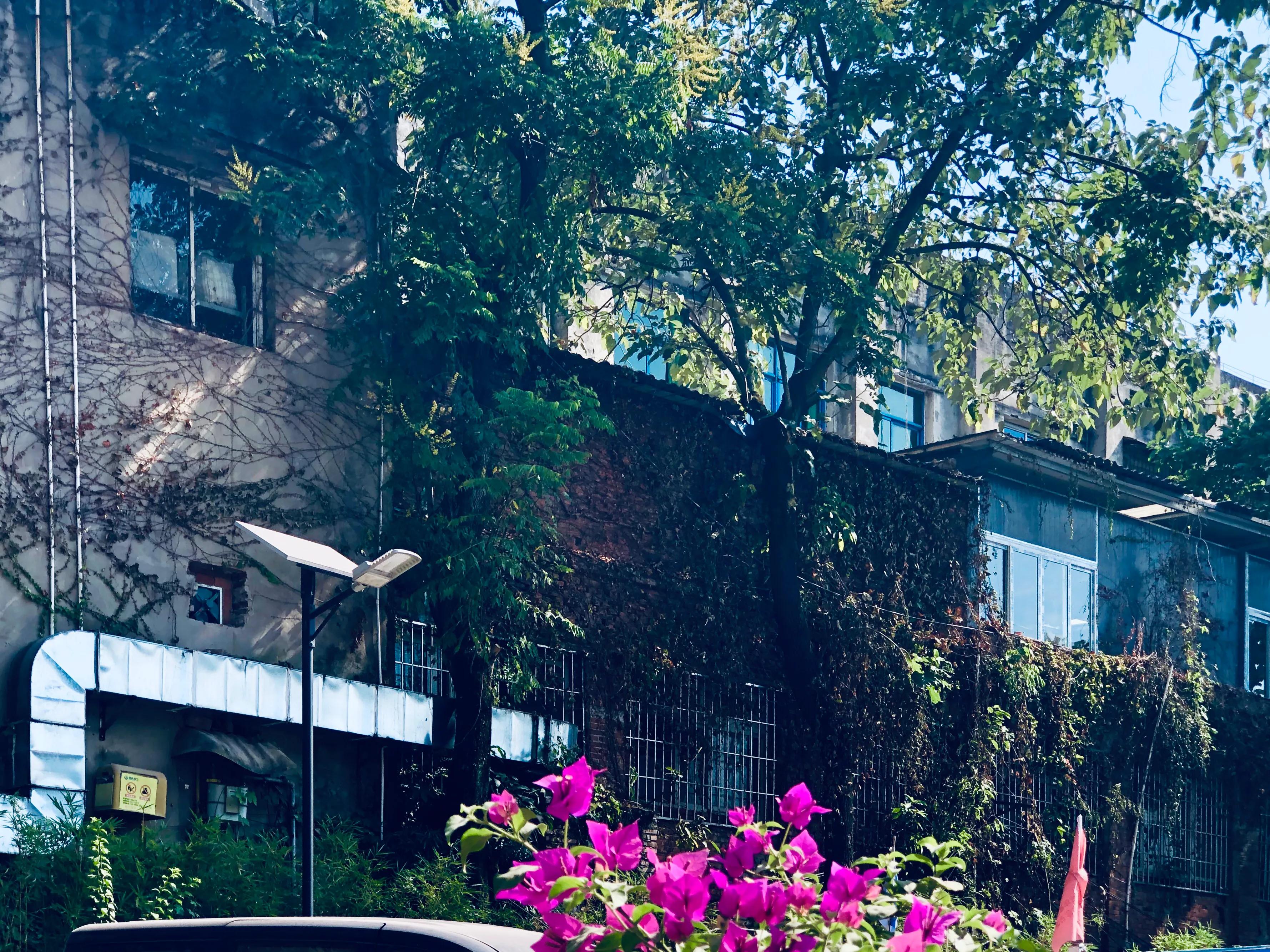 婕閲嶅簡瑙嗛,婕閲嶅簡