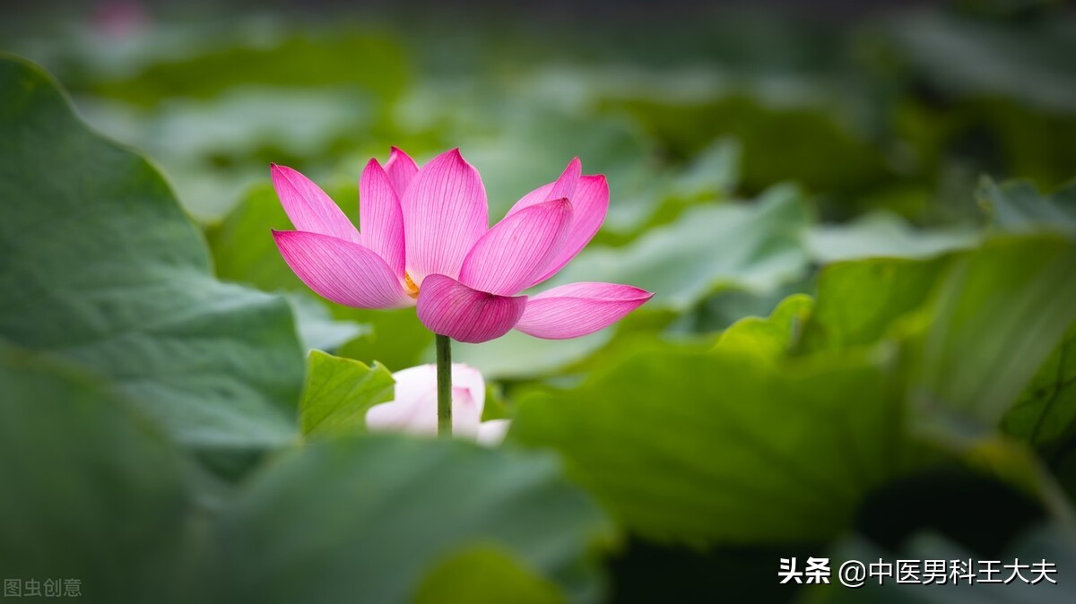 燥热体质心火旺盛的表现,入睡困难是不是肝火旺盛怎么调理