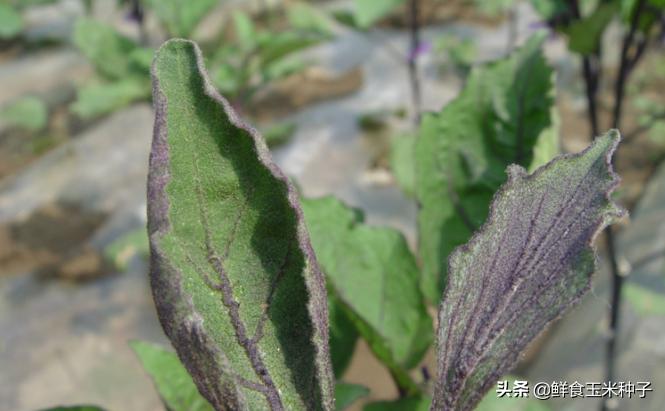 夏季蔬菜栽培高温的预防措施,各种茄果类蔬菜适宜的生长温度