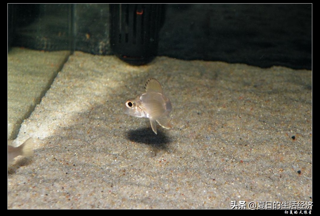 回忆三湖,三湖慈鲷纪念