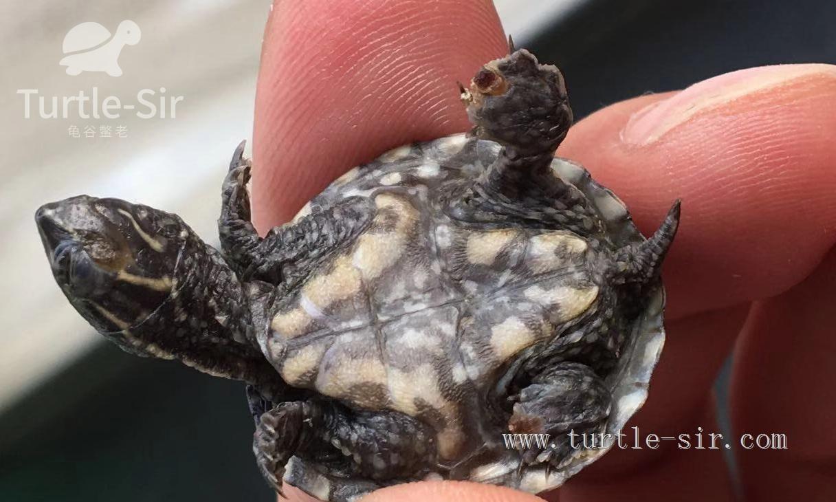 养小乌龟如何选龟粮,10元买了一只乌龟怎么养