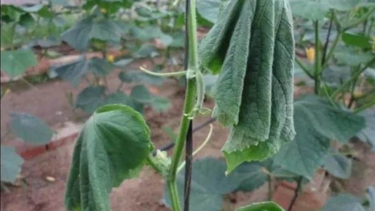 黄瓜叶子萎了是怎么回事,黄瓜叶片发黄枯萎怎么挽救