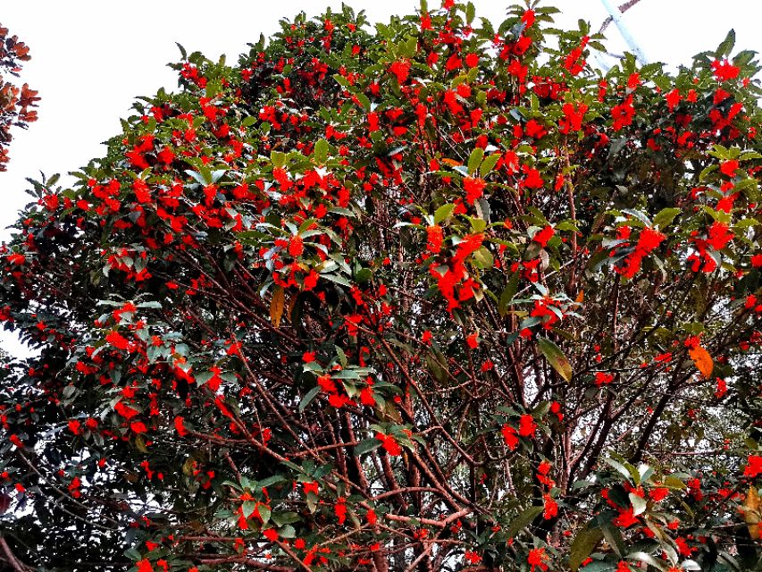 金秋十月金灿灿的桂花又香又美丽,又香又美的红桂花