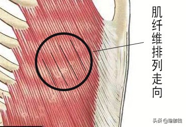 瑜伽斜方肌的锻炼方法,瑜伽腹斜肌