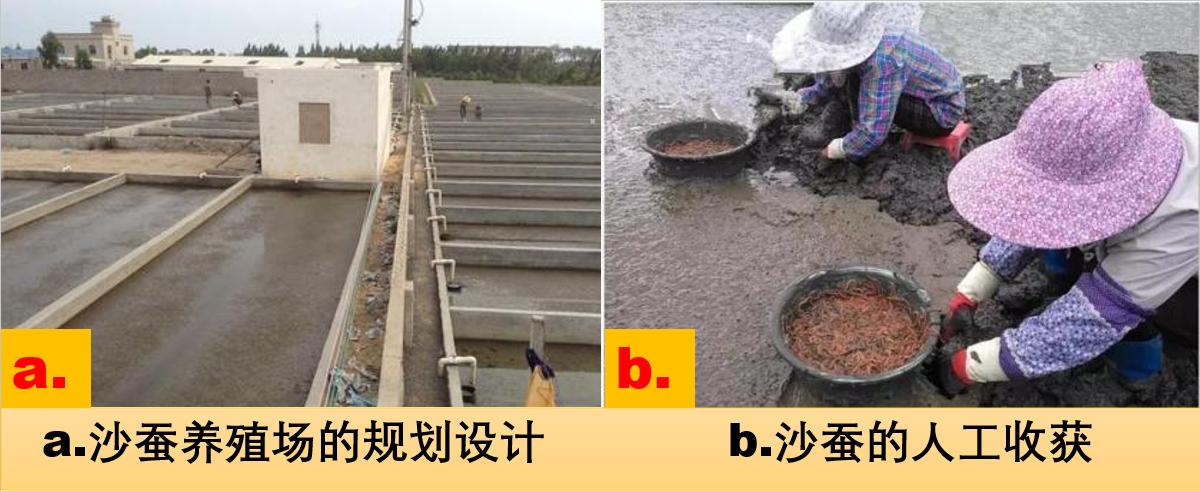 沙蚕假饵钓法视频,沙蚕海水养殖方法