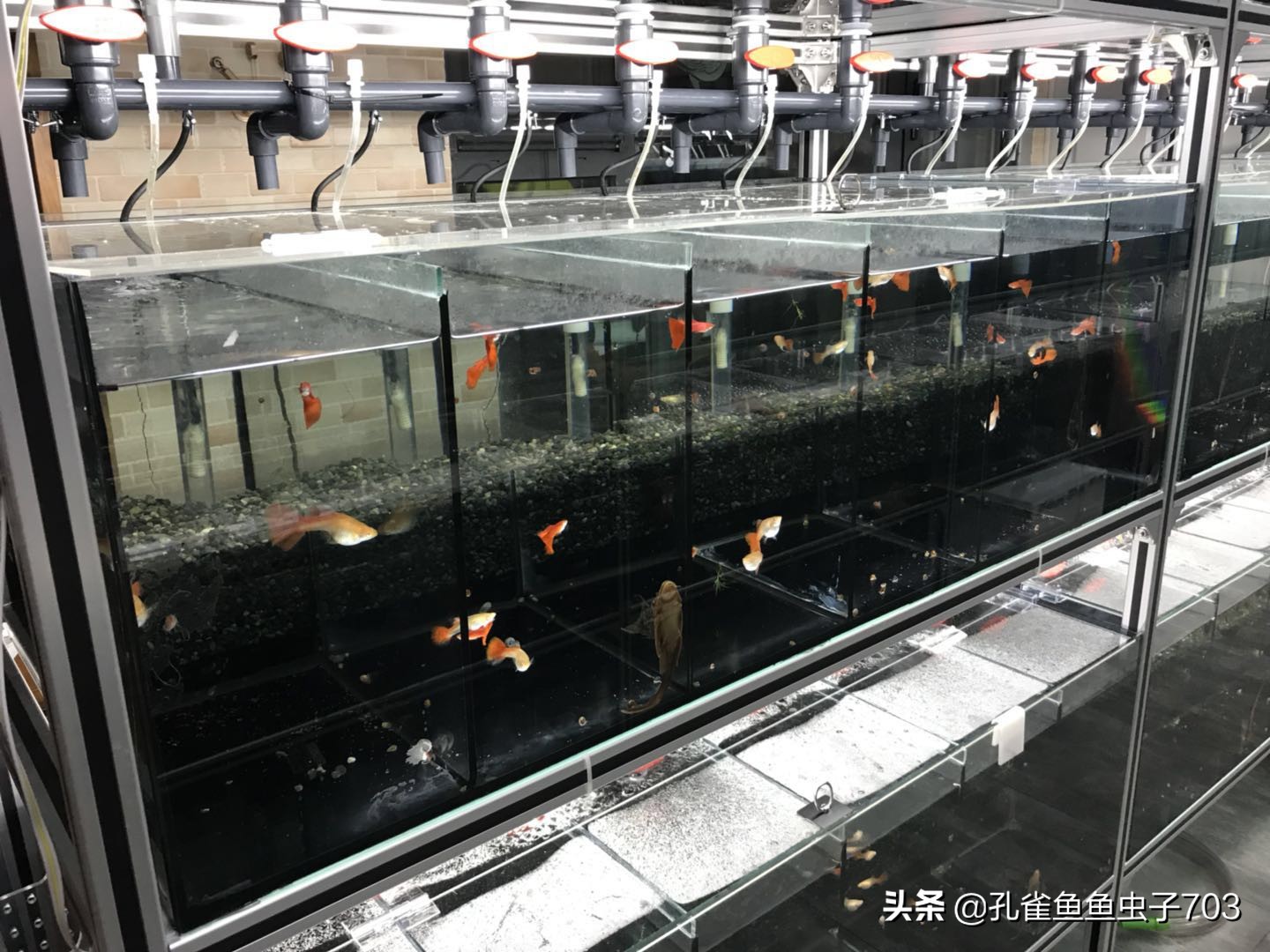 合缸后出现死鱼怎么办,钓到死鱼怎么破解